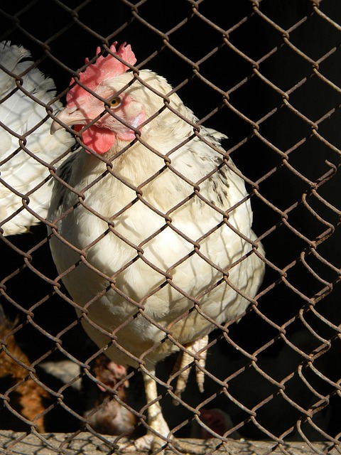 水界的领军 水界的领军